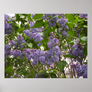 Poster de Lilacs