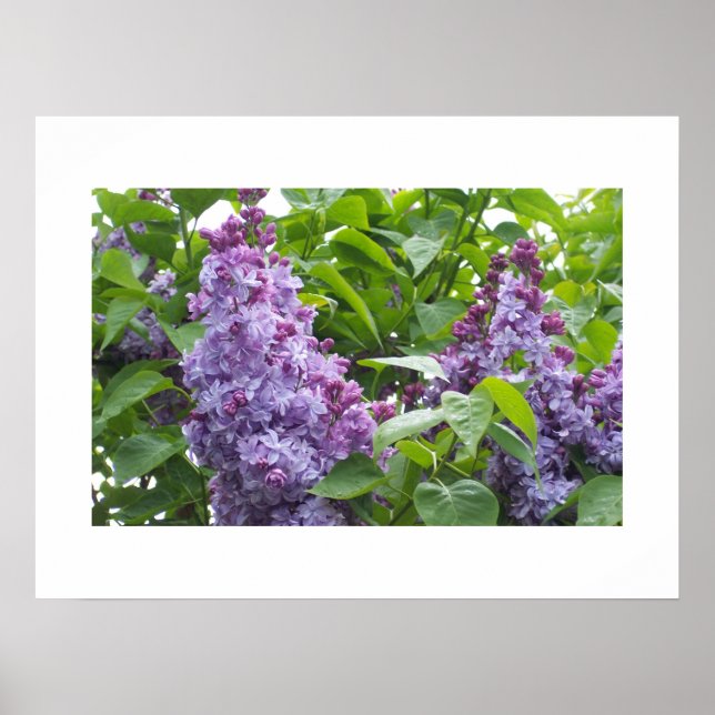 Poster de Lilacs (Devant)