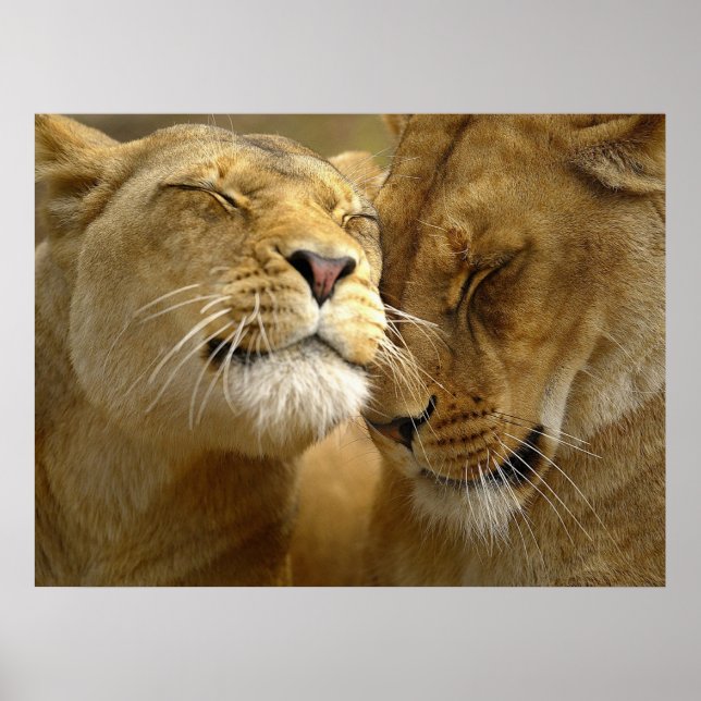 Poster de Lionesses (Devant)