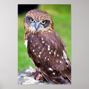 Poster de Little Owl
