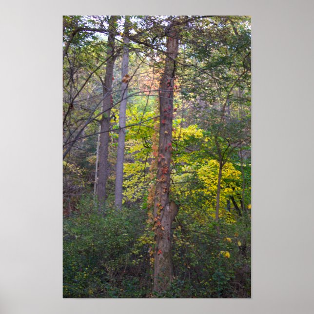 Poster de l'ivoire rouge sur l'arbre (Devant)