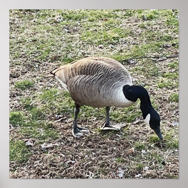 Poster de l'Oie du Canada (Devant)
