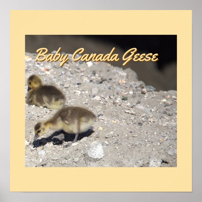 Poster de l'Oie du Canada pour bébés (Devant)