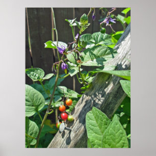 Poster de l'ombre douce-amère (Solanum dulcamara)