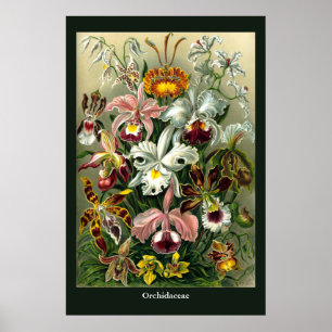 Poster de l'Orchidaceae d'Ernst Haeckel