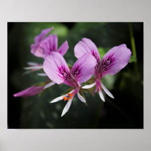 Poster de l'orchidée