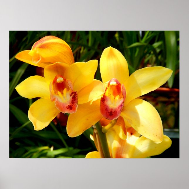 Poster de l'orchidée du Cymbidium jaune (Devant)