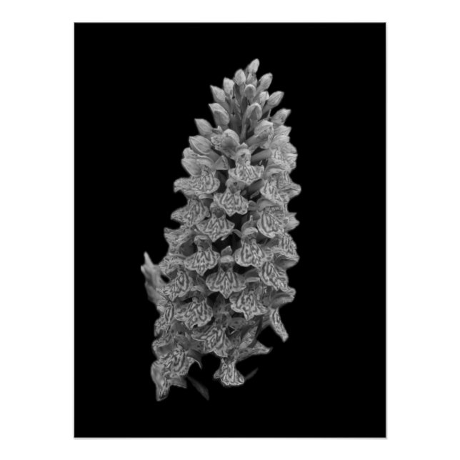 Poster de l'orchidée du Marais du Nord (Devant)