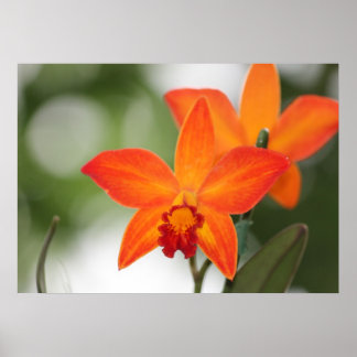 Poster de l'orchidée tropicale