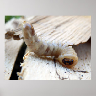 Poster de l'ordre à tête ronde