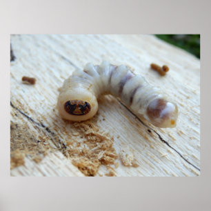 Poster de l'ordre à tête ronde