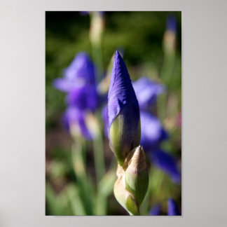 Poster de l'orfèvre pourpre de printemps