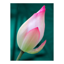 Poster de Lotus Bud Tranquillité