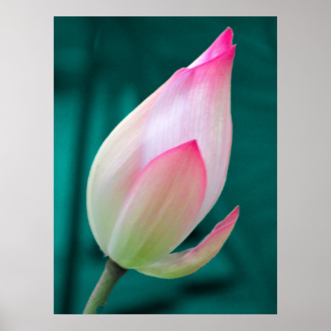Poster de Lotus Bud Tranquillité (Devant)