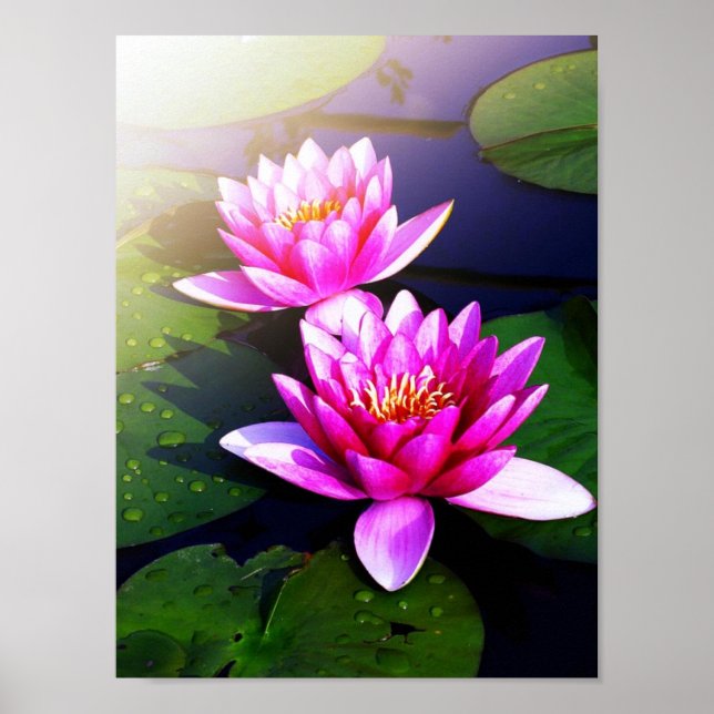 Poster de lotus tôt le matin (Devant)