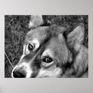 Poster de loup (noir et blanc)