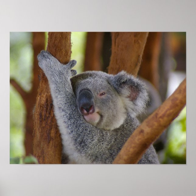 Poster de l'ours Koala (Devant)