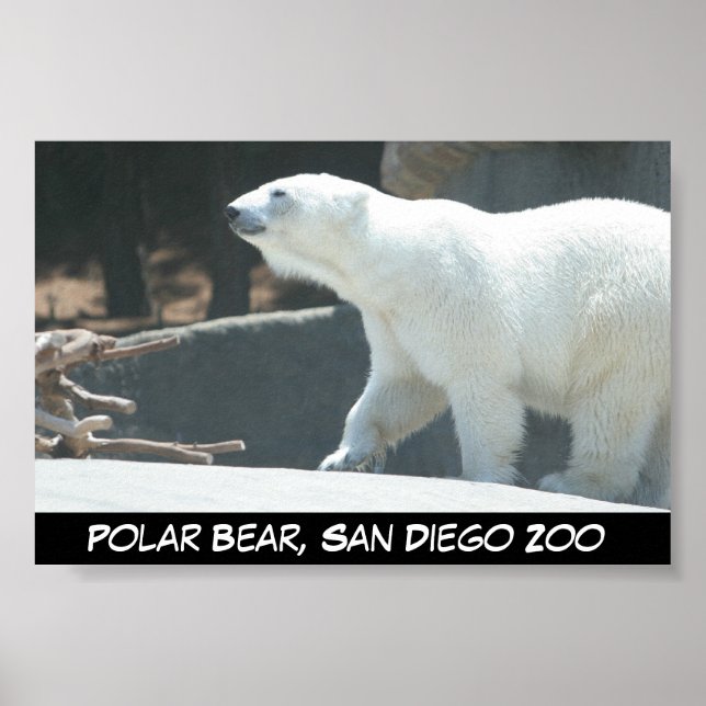 Poster de l'ours polaire (Devant)