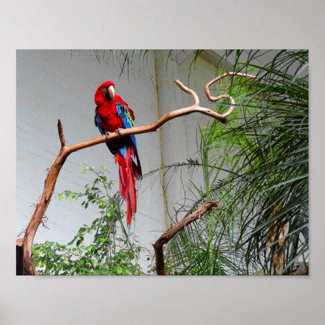 Poster de Macaw à ailes vertes #2 (Devant)