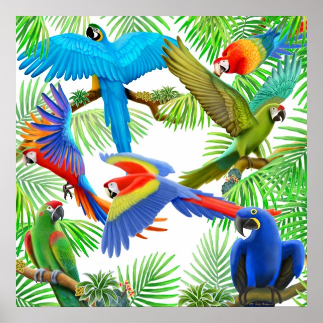 Poster de Macaw Jungle (Devant)