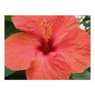 Poster de Macro Orange Hibiscus Fleur