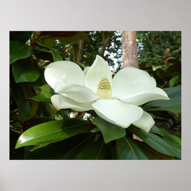 Poster de Magnolia Grandiflora (Devant)