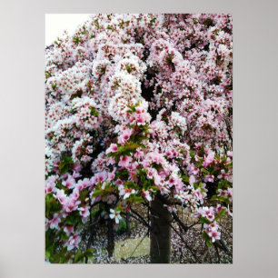 Poster de Magnolia japonaise PINK SPRING