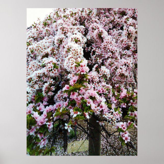 Poster de Magnolia japonaise PINK SPRING (Devant)