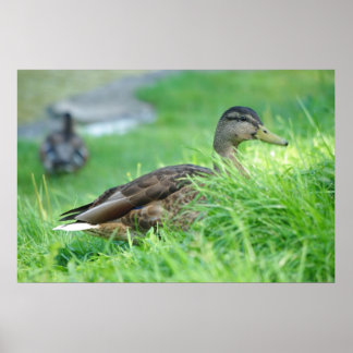 Poster de Mallard