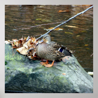Poster de Mallard Duck 24X24