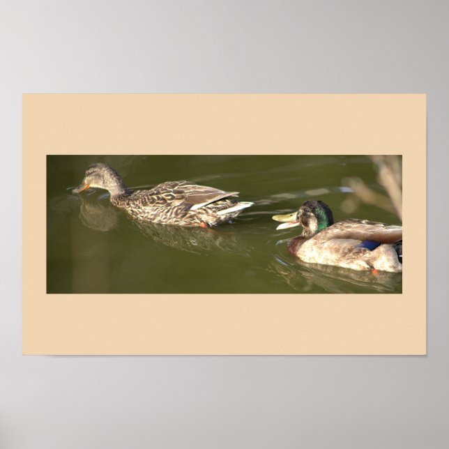 Poster de Mallard Ducks (Devant)