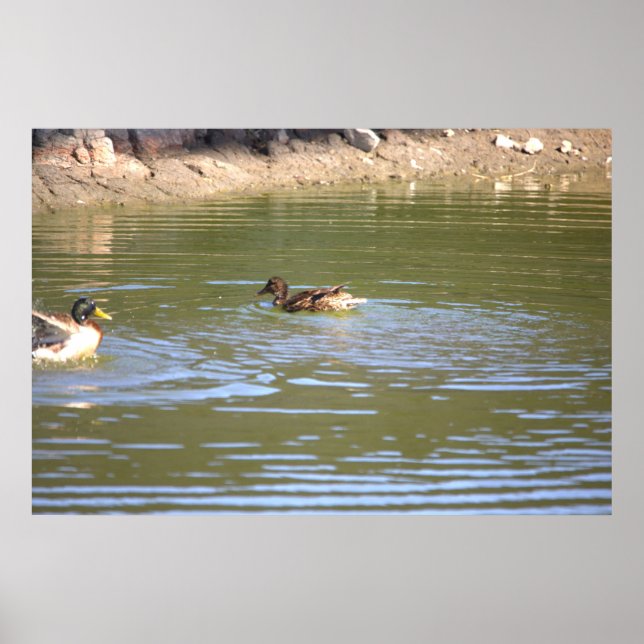 Poster de Mallard Ducks (Devant)