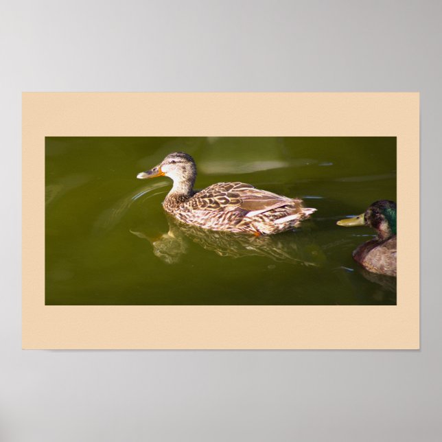 Poster de Mallard Ducks (Devant)