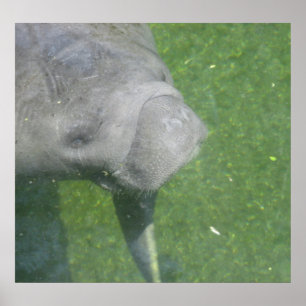 Poster de Manatee Smiles