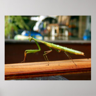 Poster de Mantis