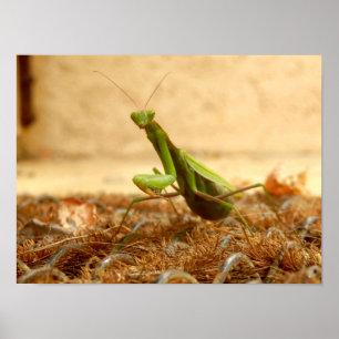 Poster de Mantis