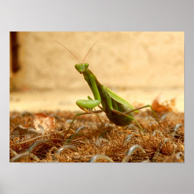 Poster de Mantis (Devant)