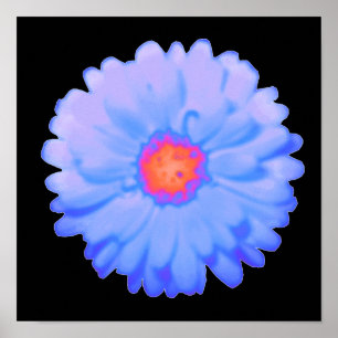 Poster de Marigold chaud et froid