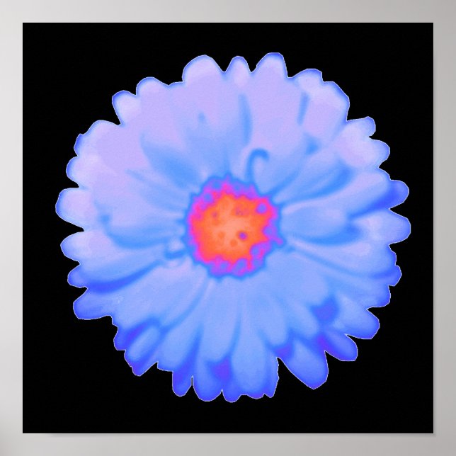 Poster de Marigold chaud et froid (Devant)