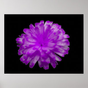 Poster de Marigold violet