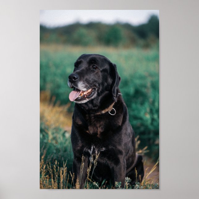 Poster de marionnette de chien noir du Labrador (Devant)