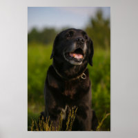 Poster de marionnette de chien noir du Labrador