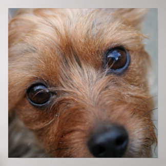 Poster de marionnettes