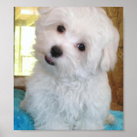 Poster de marionnettes maltaises