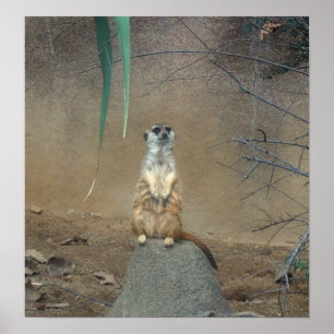 Poster de Meerkat