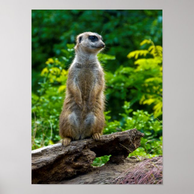 Poster de Meerkat (Devant)