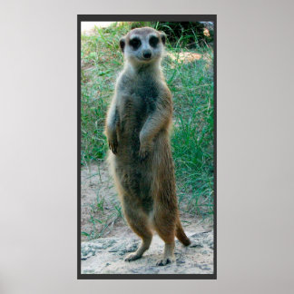 Poster de Meerkat Tall