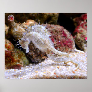 Poster  de mer  chevaux