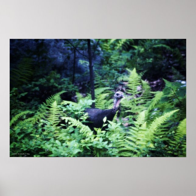 Poster de Mère Turquie dans les Ferns (Devant)