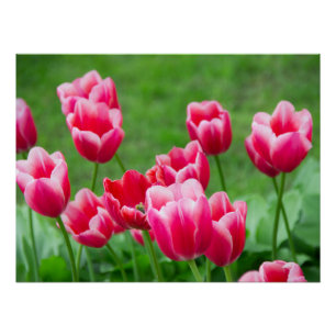 Poster De mignonnes tulipes écarlate dans le jardin
